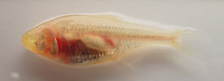 Illustration for article titled How the Cavefish Lost Its Eyes